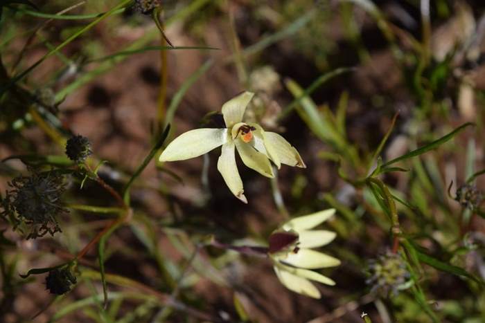 Thelymitra antennifera Orchid-vanilla-0002.JPG